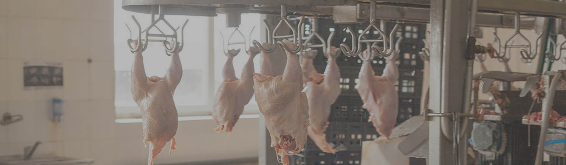 Chicken Cutting Machine in Coimbatore