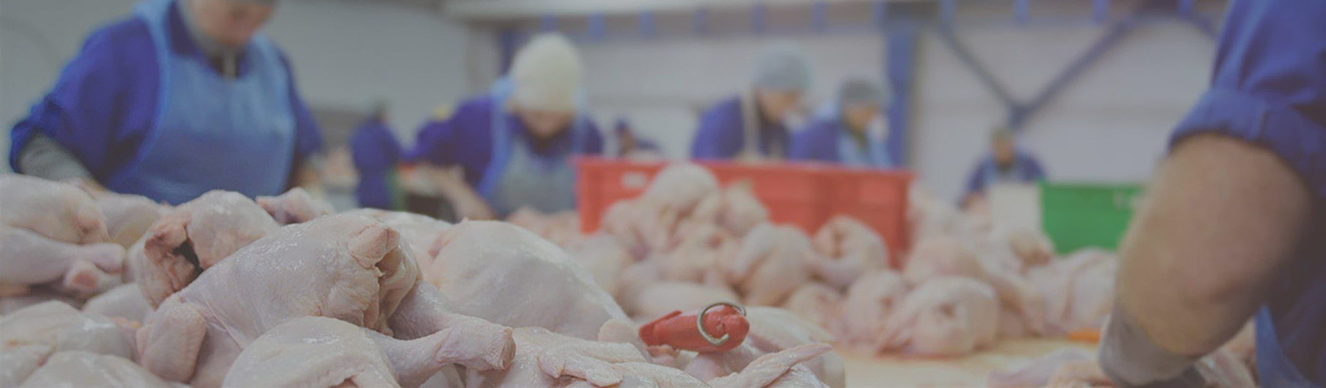 Chicken Cutting Machine in India
